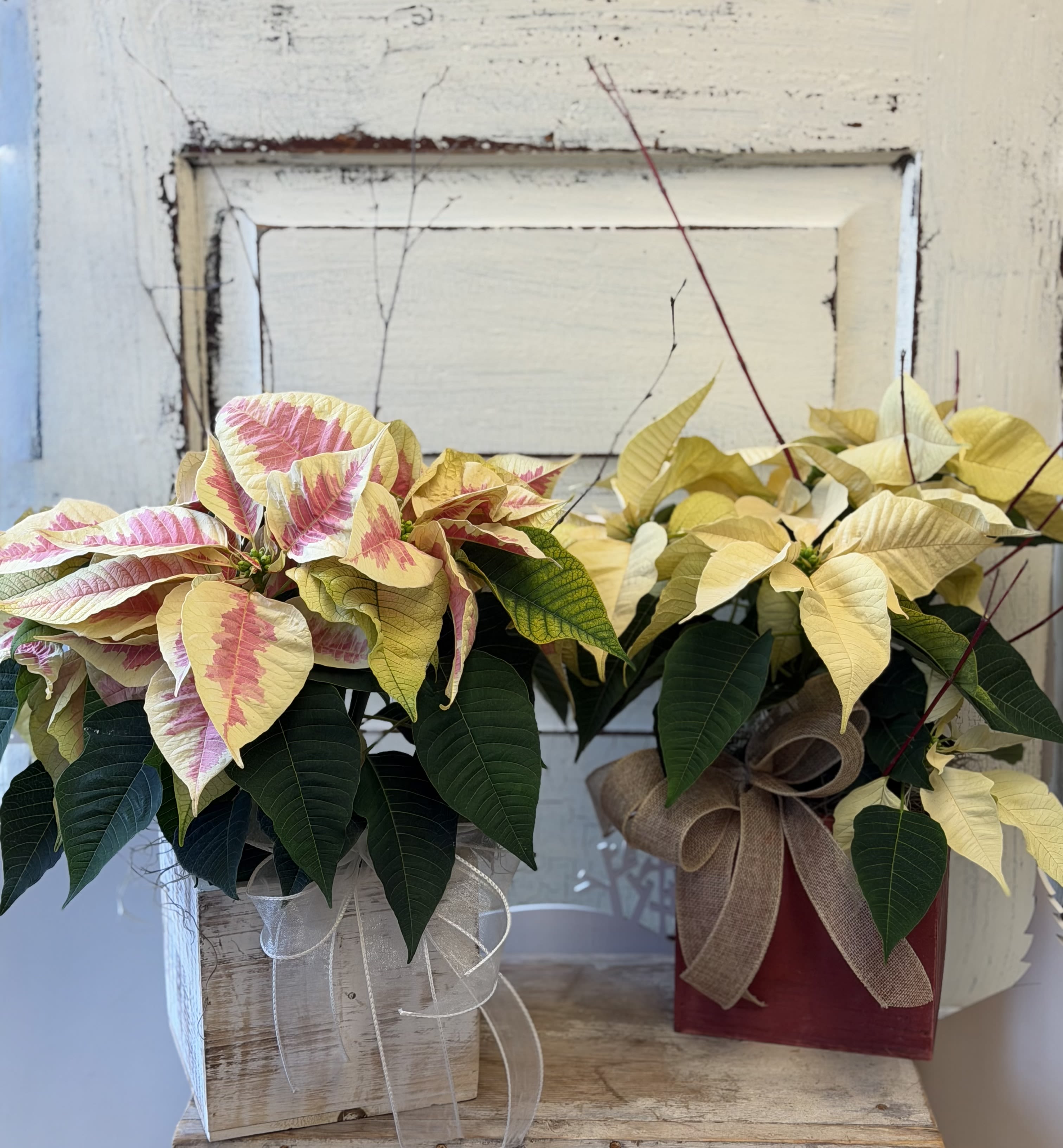 Poinsettia Plant - A 6&quot; wooden box holds a white, pink or red poinsettia. Accented with branches, moss and ribbon, this is a long lasting holiday gift. We have limited quantities on our Michigan grown poinsettias this year so ordering early is key!