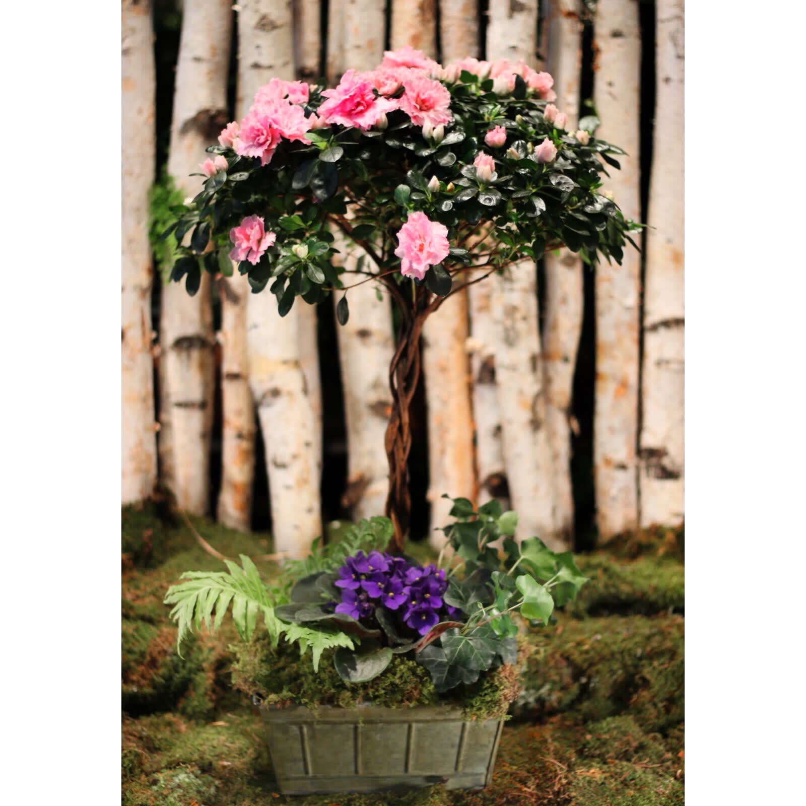 BRAIDED AZALEA TOPIARY TREE - BEAUTIFUL TWISTED STEM AZALEA, IN ANTIQUE TIN CONTAINER WITH STYLISH GARDEN STYLE INCLUDING A IVY PLANT, FERN AND AFRICAN VIOLET. -KEEP INDOORS WITH BRIGHT, INDIRECT SUNLIGHT AND COOL TEMPERATURES. -WATER WHEN FIRST 1\2 INCH OF SOIL BECOMES DRY. 