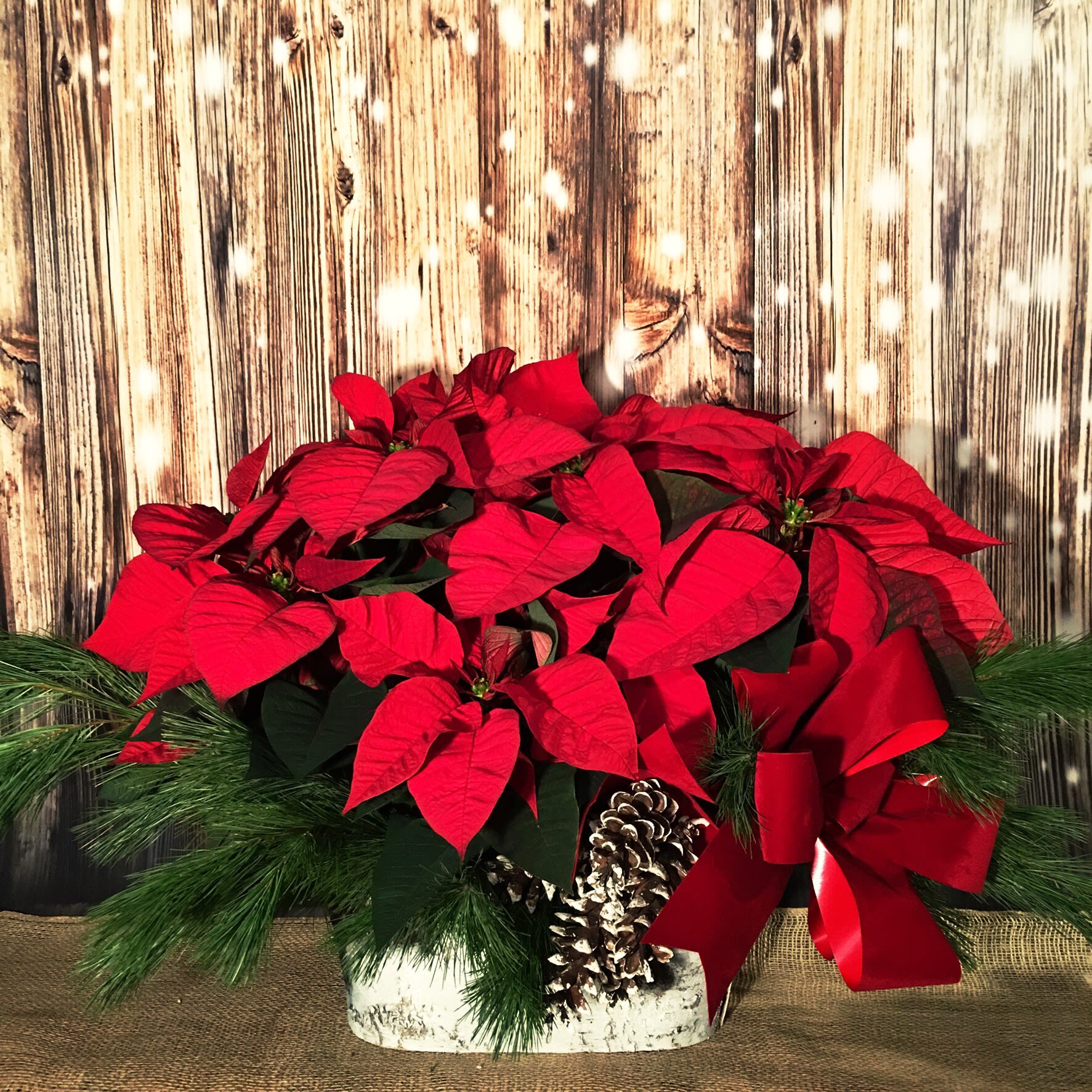 HOLIDAY POINSETTIA BASKET - LUSH AND FULL POINSETTIA BASKET NICELY DECORATED WITH FRESH WHITE PINE TIPS, CLUSTERS OF PINE CONES AND LUSH FESTIVE BOW. ( BASKET color and bow can be customized) PICTURE IS APROX 2FT WIDE AND 18&quot; H