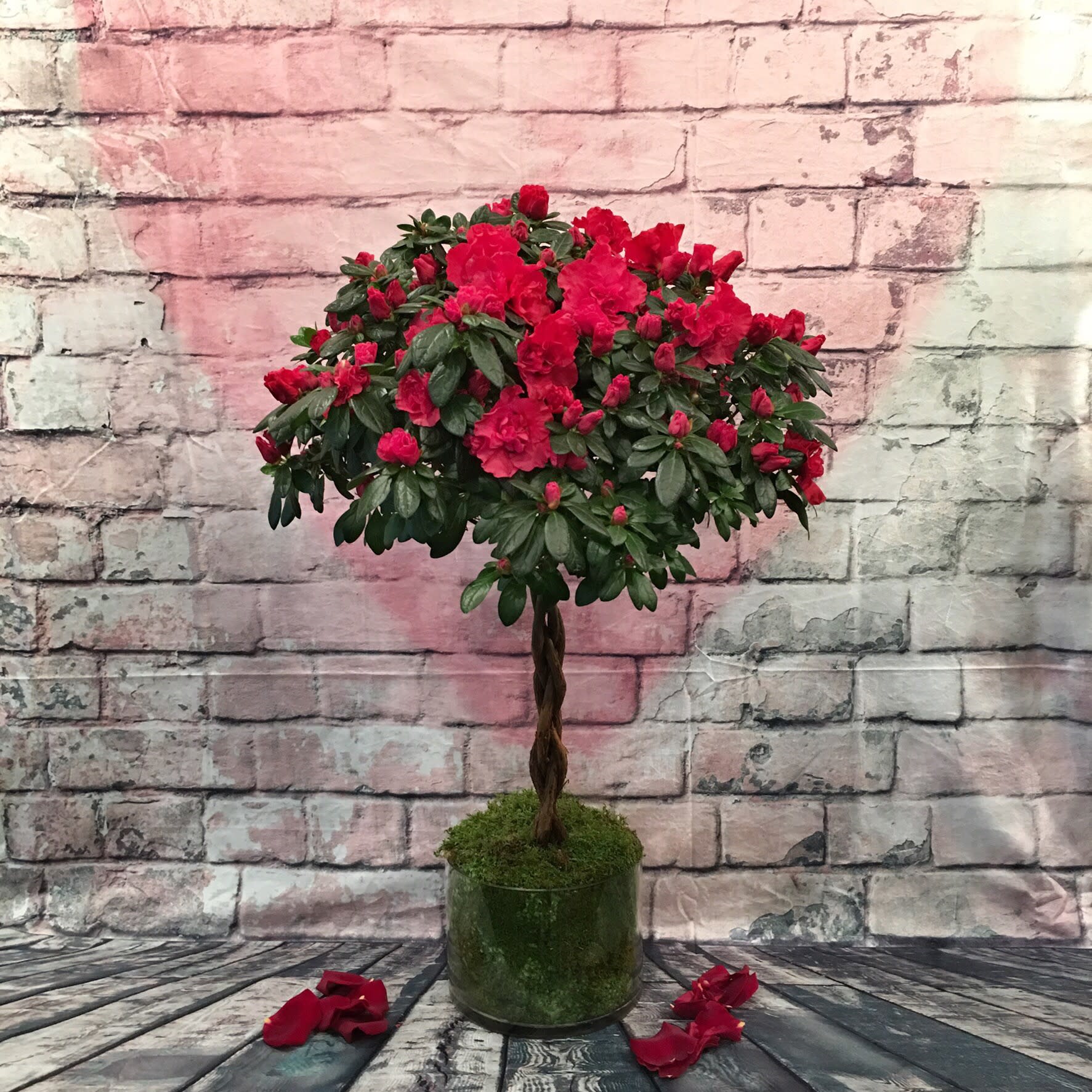 BLOOM-A-TON AZALEA TOPIARY. - BLOOMING AZALEA TOPIARY  SET IN A GLASS CYLINDER CONTAINER DECORATED WITH FRESH MOSS.  