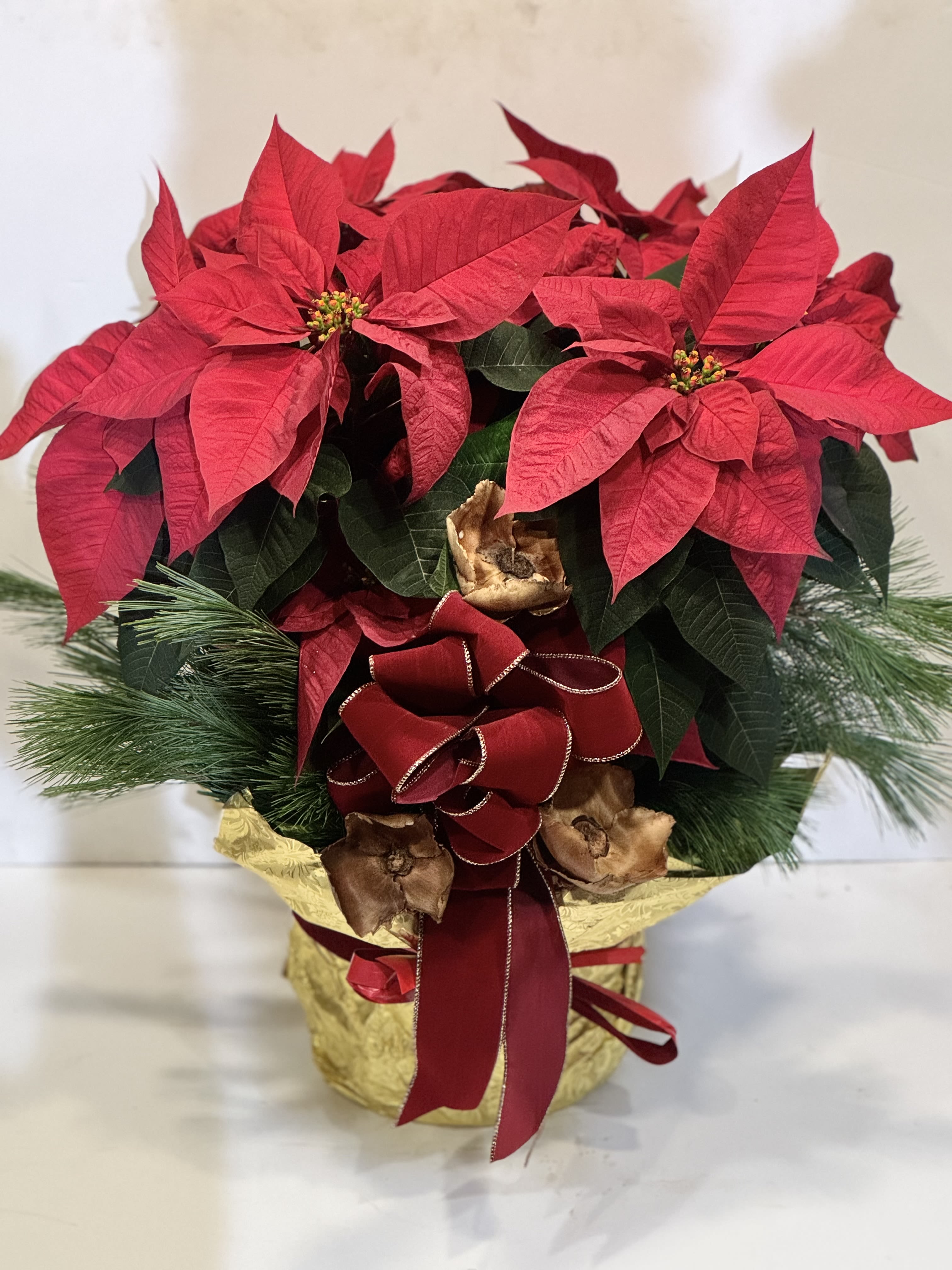 NEW YORK CLASSIC - In time for your holiday parties and gatherings, measuring 24&quot;x24&quot; this blooming poinsettia will come decorated with pine cones, winter greens and wrapped in decorative foil, tied together with a holiday red bow. 