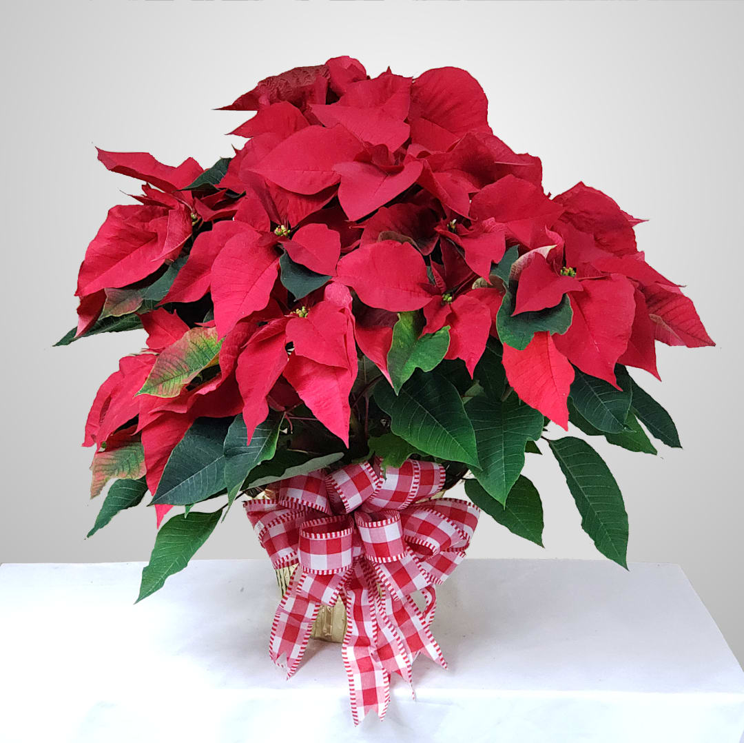 Christmas Poinsettia - Beautiful, prestige red poinsettia with a large hand-tied Christmas bow. Includes 2 plants per pot for extra fullness. Set in a 6 1/2&quot; gold foil pot. Bow color and style varies.