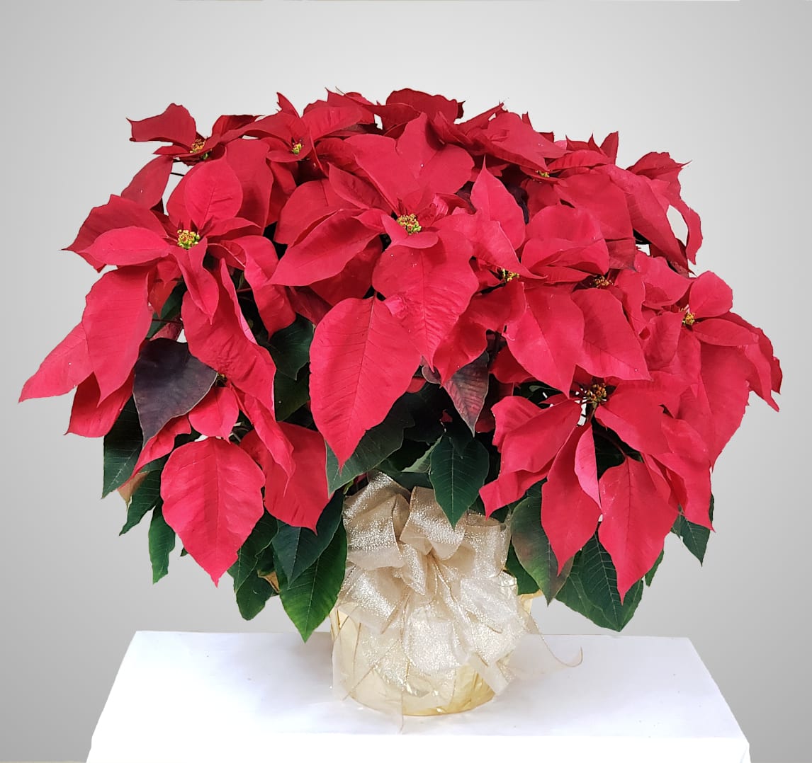 Red Poinsettia - Extra Large - Absolutely gorgeous prestige red poinsettia in a 10&quot; foil cover. Includes with a hand-tied Christmas bow. Great for floor display!