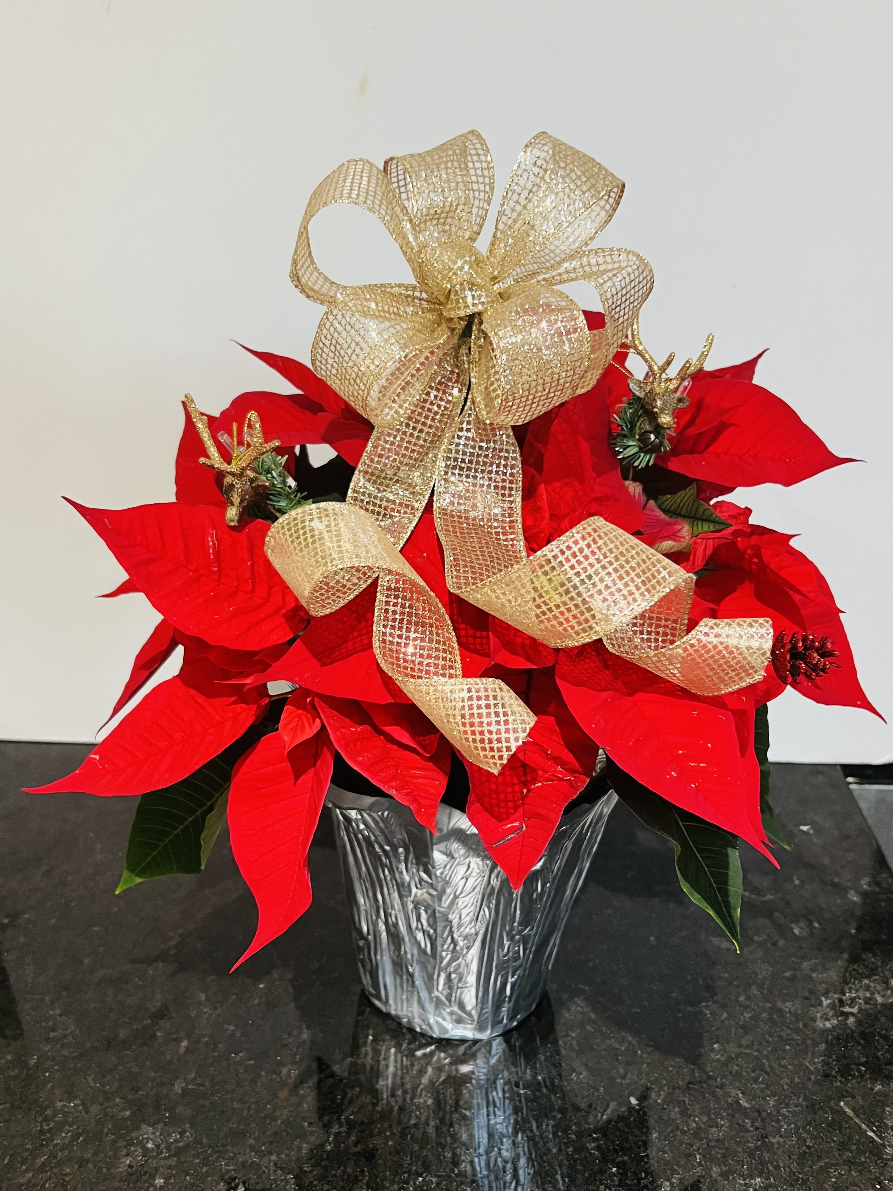 Poinsettia - Poinsettias add instant festive color, making them one of the most popular holiday décor plants.Their vibrant red bracts create a warm, cheerful atmosphere in homes and workplaces ,Easy to gift and display, poinsettias remain a timeless symbol of the holiday season. The plant is approximately 20 inches tall .