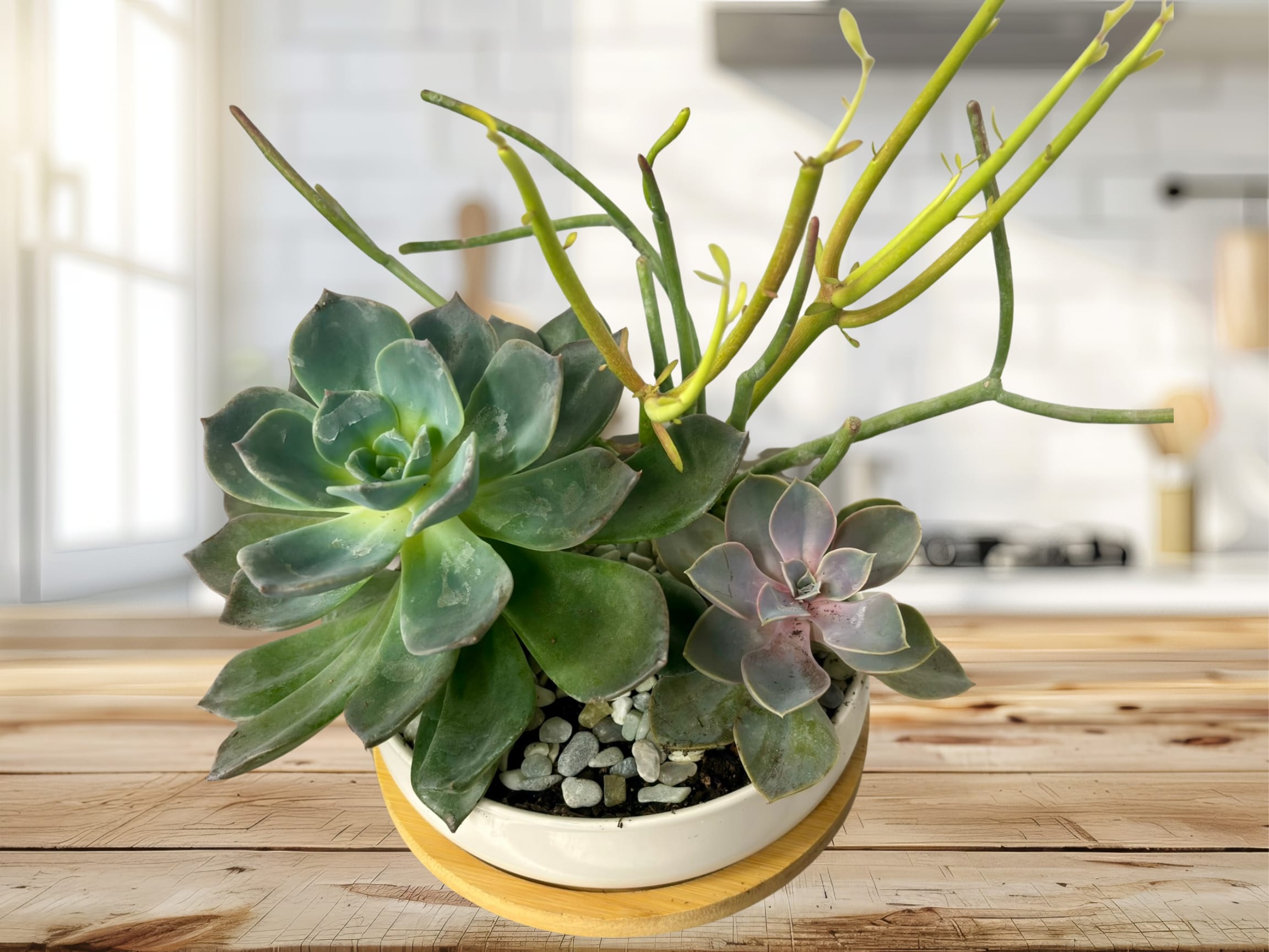 Medium Sized Succulent Garden -  Everybody loves succulents! Send them to brighten up a new desk or home. Perfect for Father's Day or to celebrate a new job. Our medium sized succulent garden is designed with premium plants in a modern white planter with a bamboo base. Succulent variety may vary from the picture based on availability and quality of product. 
