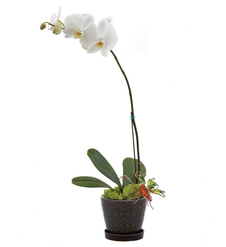 Orchid Plant - Orchid plants are a stylish alternative to fresh cut arrangements. They are long lasting and will provide several months of enjoyment if cared for properly.They can come in single stem, double stem and triple stem. We will dress them beautifully in a container with spanish moss greenery. Not available for Same Day Delivery.
