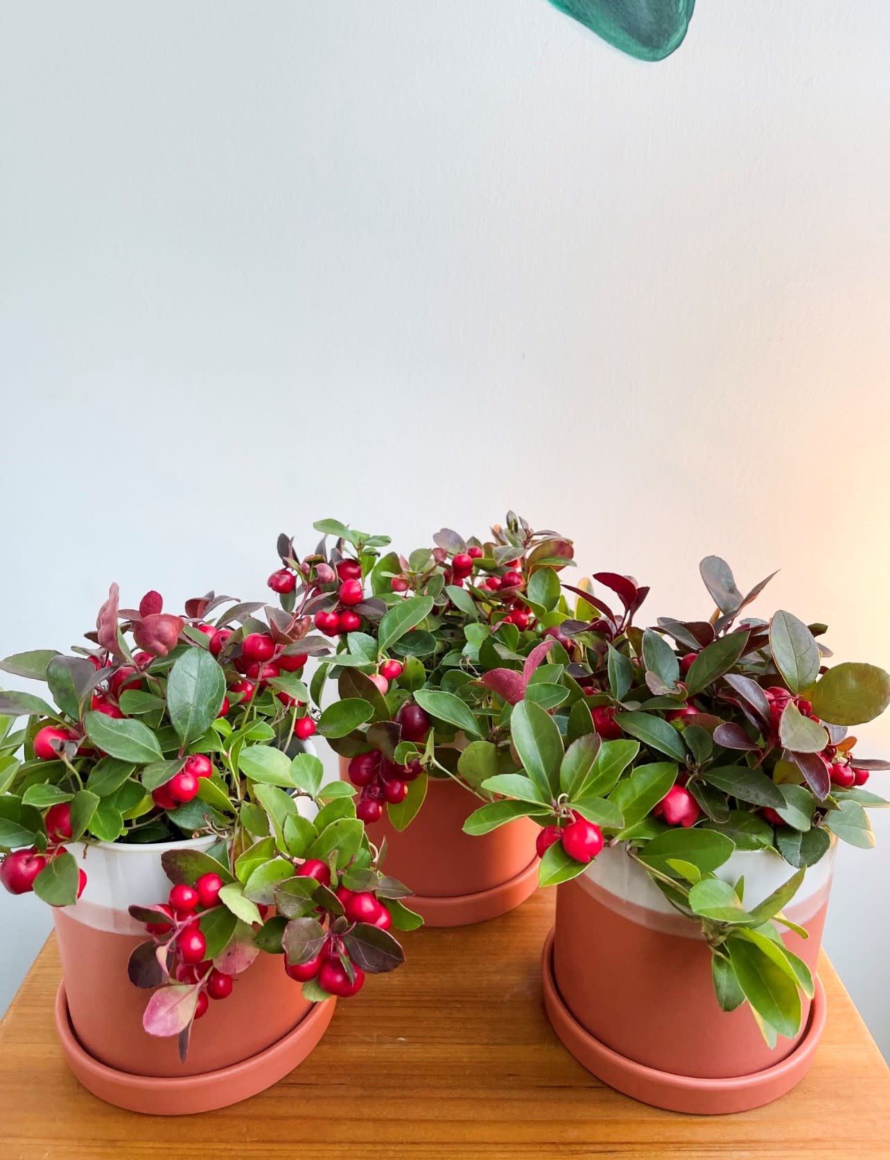  Winterberry plant  - This gorgeous  4" Winterberries are the perfect gift this Christmas.  Standard: 2 Winterberry plant with ceramic pot. Deluxe: 3 Winterberry plants with the ceramic pots. Premium: 4 Winterberry plants and ceramic pots 