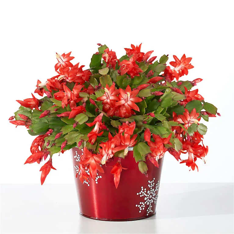 Blooming Christmas Cactus - This Christmas Cactus is a bright and delightful addition to any modern or traditional holiday decor. Long-lasting and easy to propagate, our Christmas Zygocactus is truly the gift that keeps on giving.