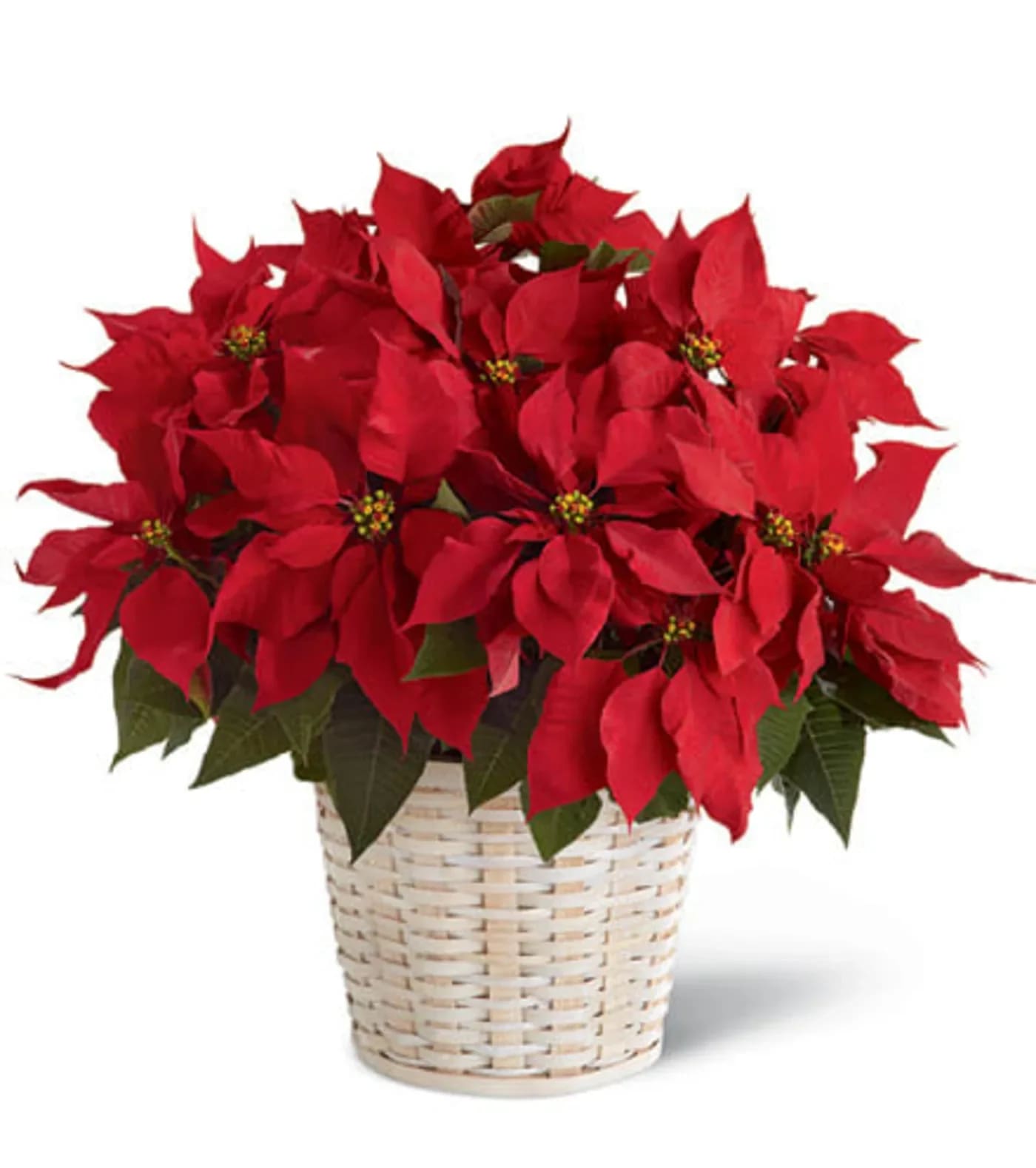 Red Poinsettia  - Red Poinsettia Basket is the perfect holiday gift for the home or office. Our traditional poinsettia arrives in a lovely wicker basket, enhancing the vibrant red and green foliage