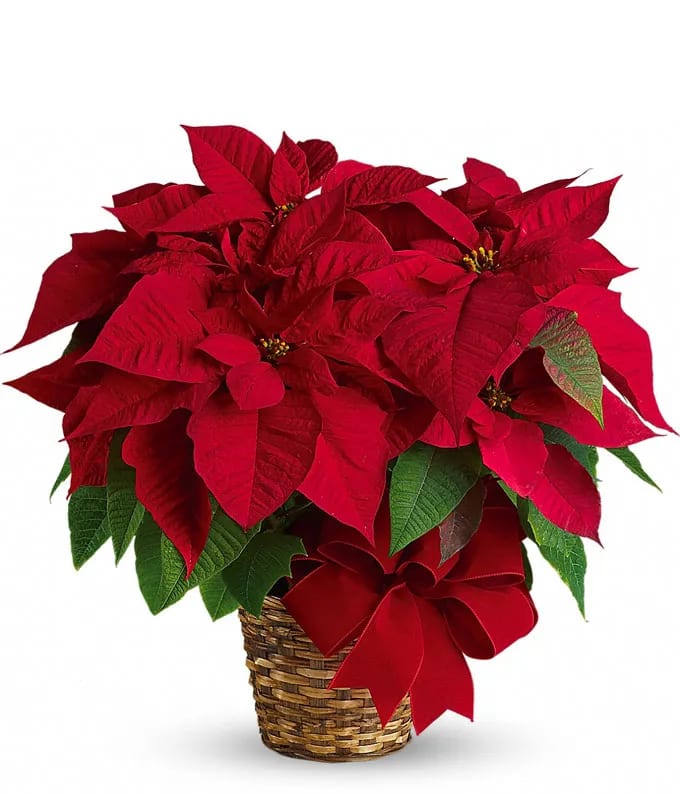 6&quot; Red Poinsettia  - Medium 6 inch Poinsettia in red color with decorative bow.