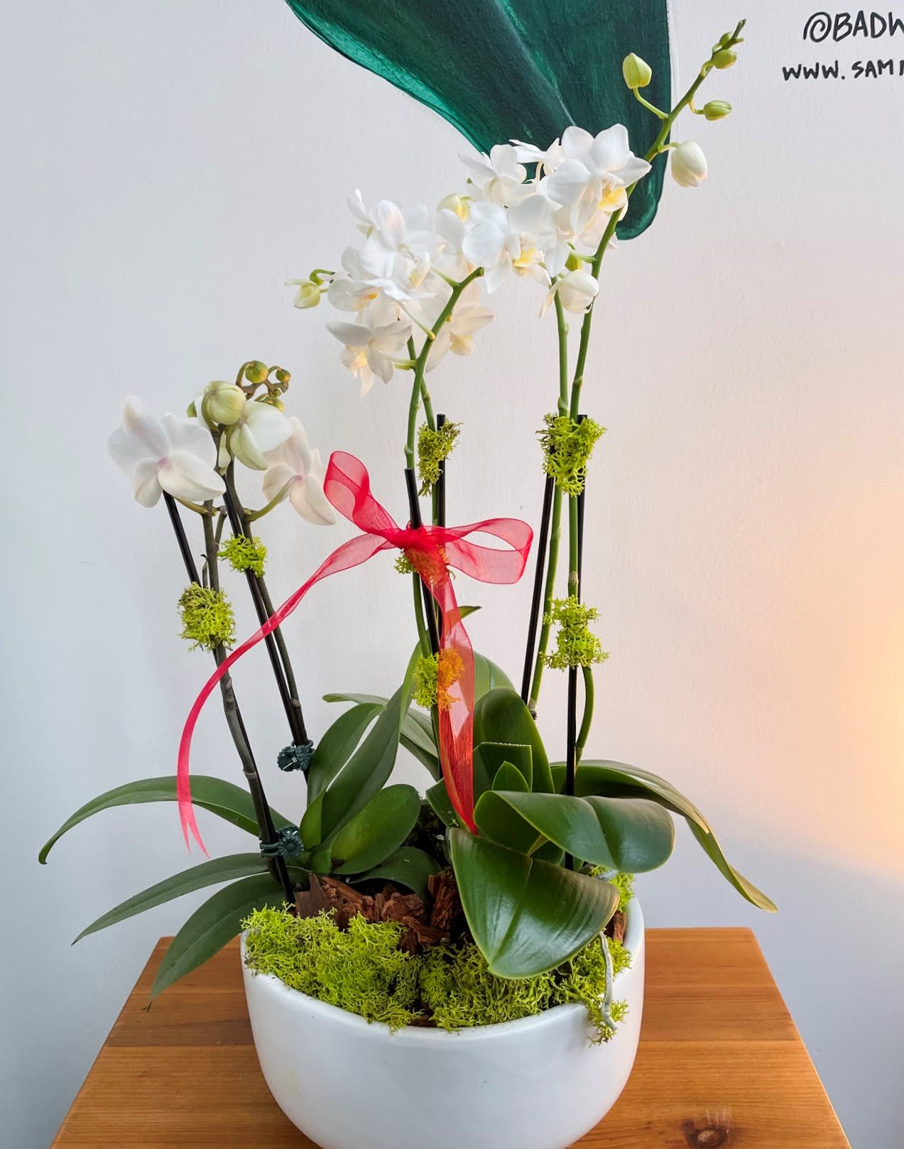 Holiday orchid garden  - 10" white bowl with beautiful mini Phalaenopsis orchids.