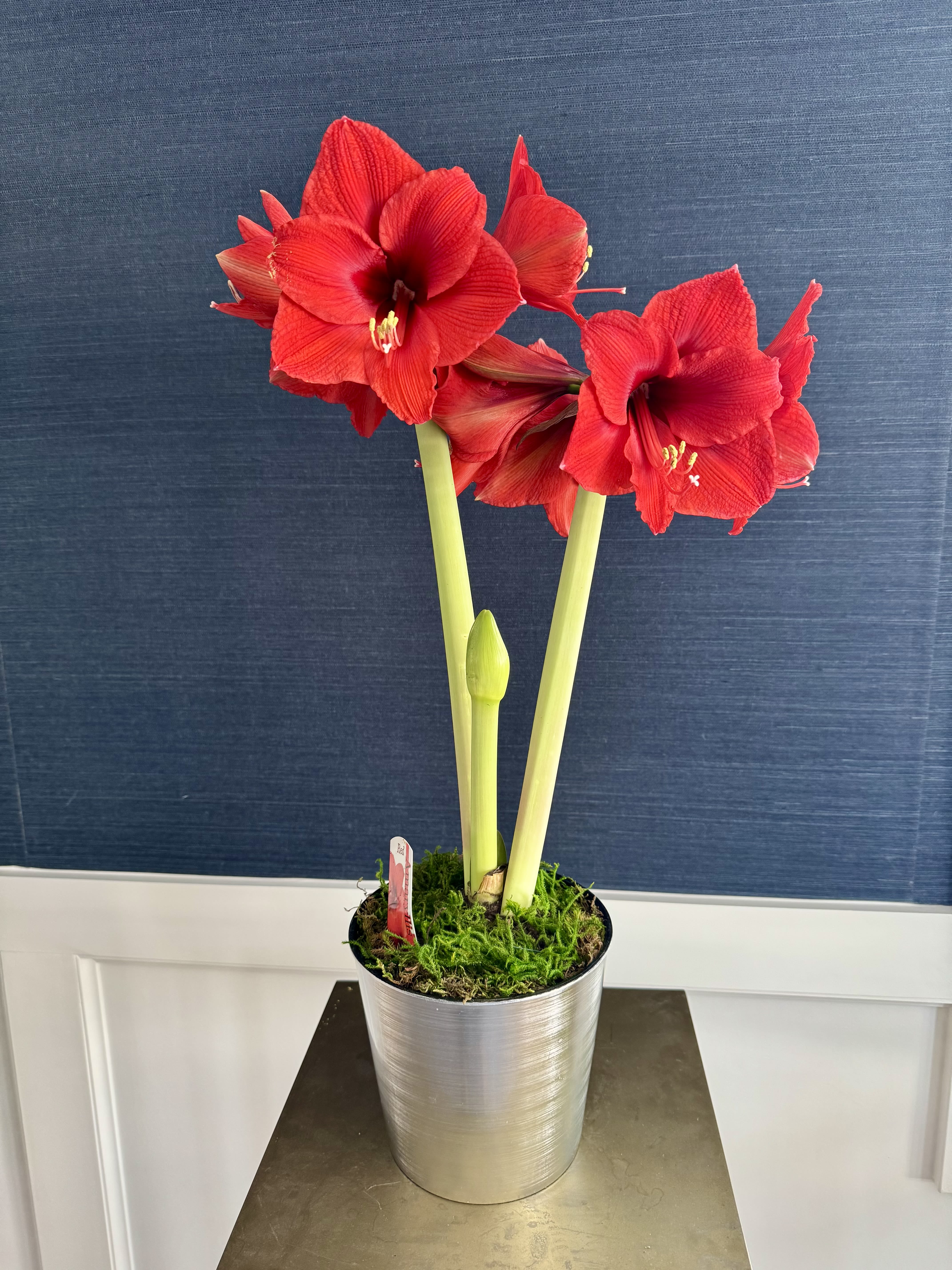 Red Amaryllis  - 7” container red amaryllis. Plant will come with closed blooms.
