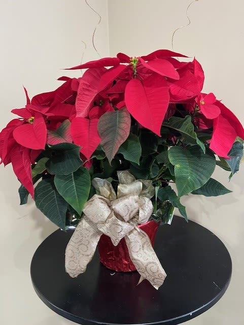 Holiday Plants - Large Poinsetta with Gold Ribbon and Decals