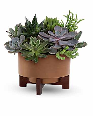 Copper Succulent Garden - Copper Succulent Garden brings a fresh twist to fall. A lush mix of striking succulents in a stylish copper-finished planter makes this a modern, long-lasting gift for the season.  Please call to check on availability of succulents.  May need a day or two notice.