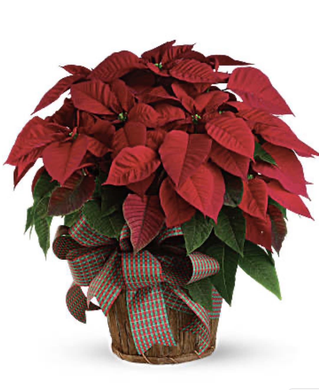 Large Red Poinsettia 25 - You'll send a really big Christmas wish when you have this wonderfully large, bright red poinsettia delivered to your family or friends. Poinsettias are a natural gift for the holidays, and this is sure to make a grand entrance! A large red poinsettia is delivered in a 8&quot; natural container that's all wrapped up with a beautiful red taffeta ribbon. It's a beautifully traditional gift - with a sizable difference! Orientation: N/A