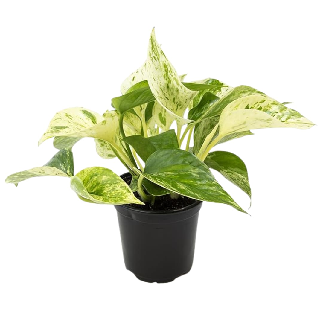 Marble Queen Pothos - 4&quot; Pot - Marble Queen Pothos - 4&quot; Pot