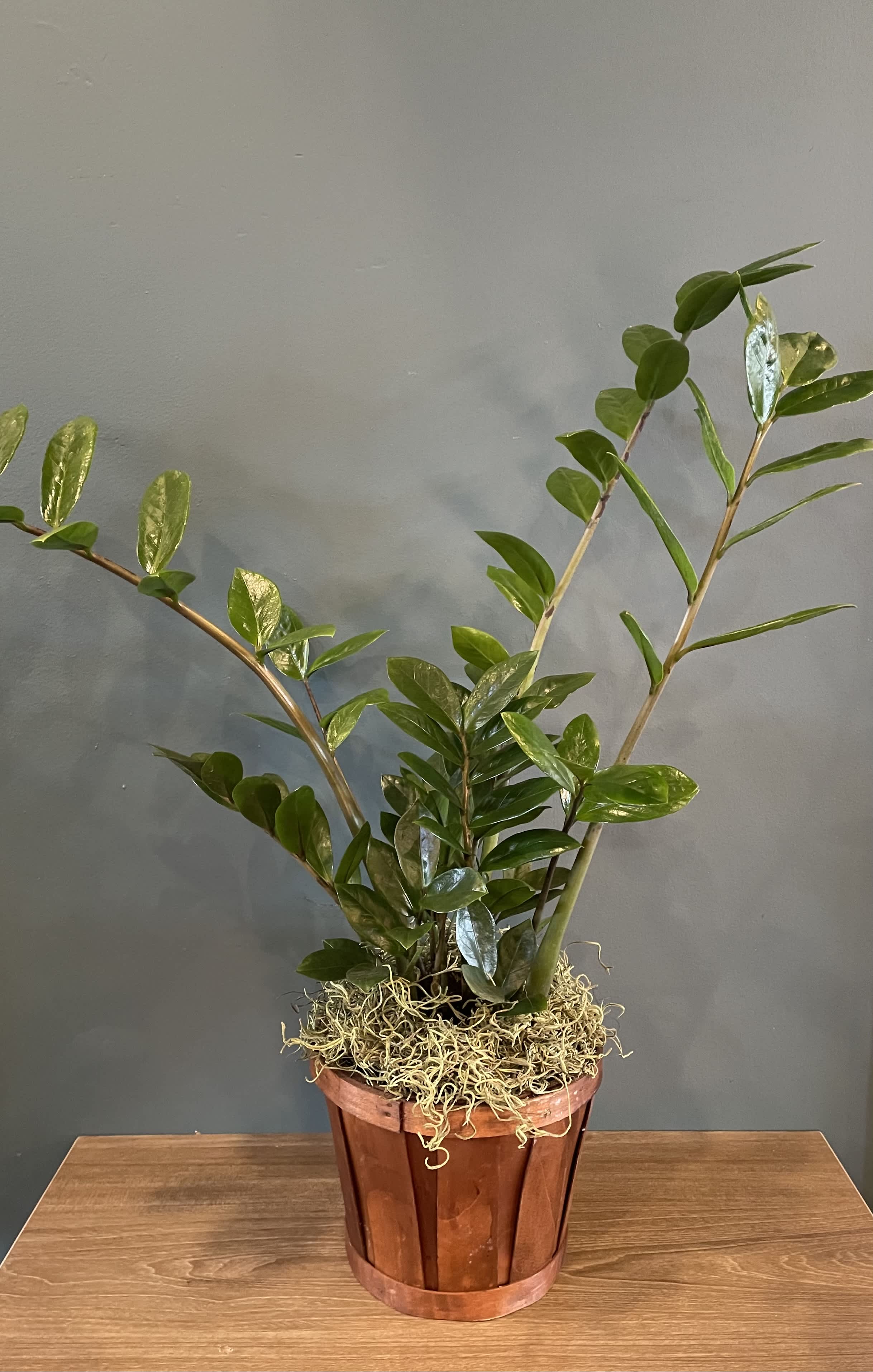 Zz Plant ( Zamioculcas) - A hardy, green plant that is like a plant of steel. A 6&quot; plant in a basket.  