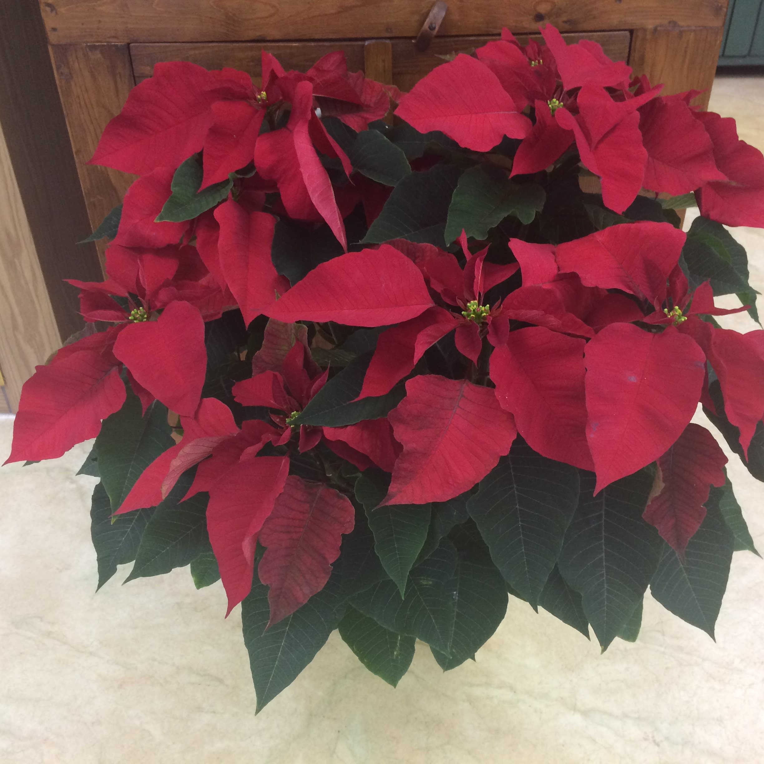 Red Poinsettia - Gorgeous red poinsettia plant. This festive plant will brighten up someone's Christmas.