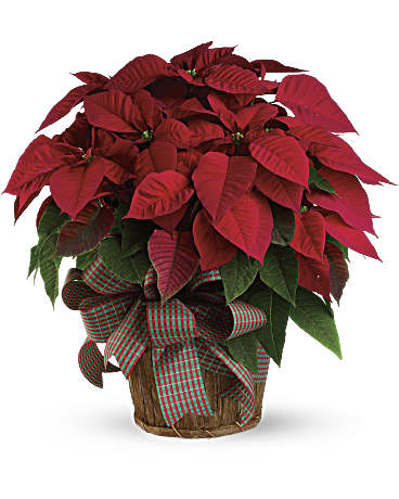 Large Red Poinsettia  - 8.5&quot; Classic Christmas plant and presented in a wooden basket decorated with ribbon 