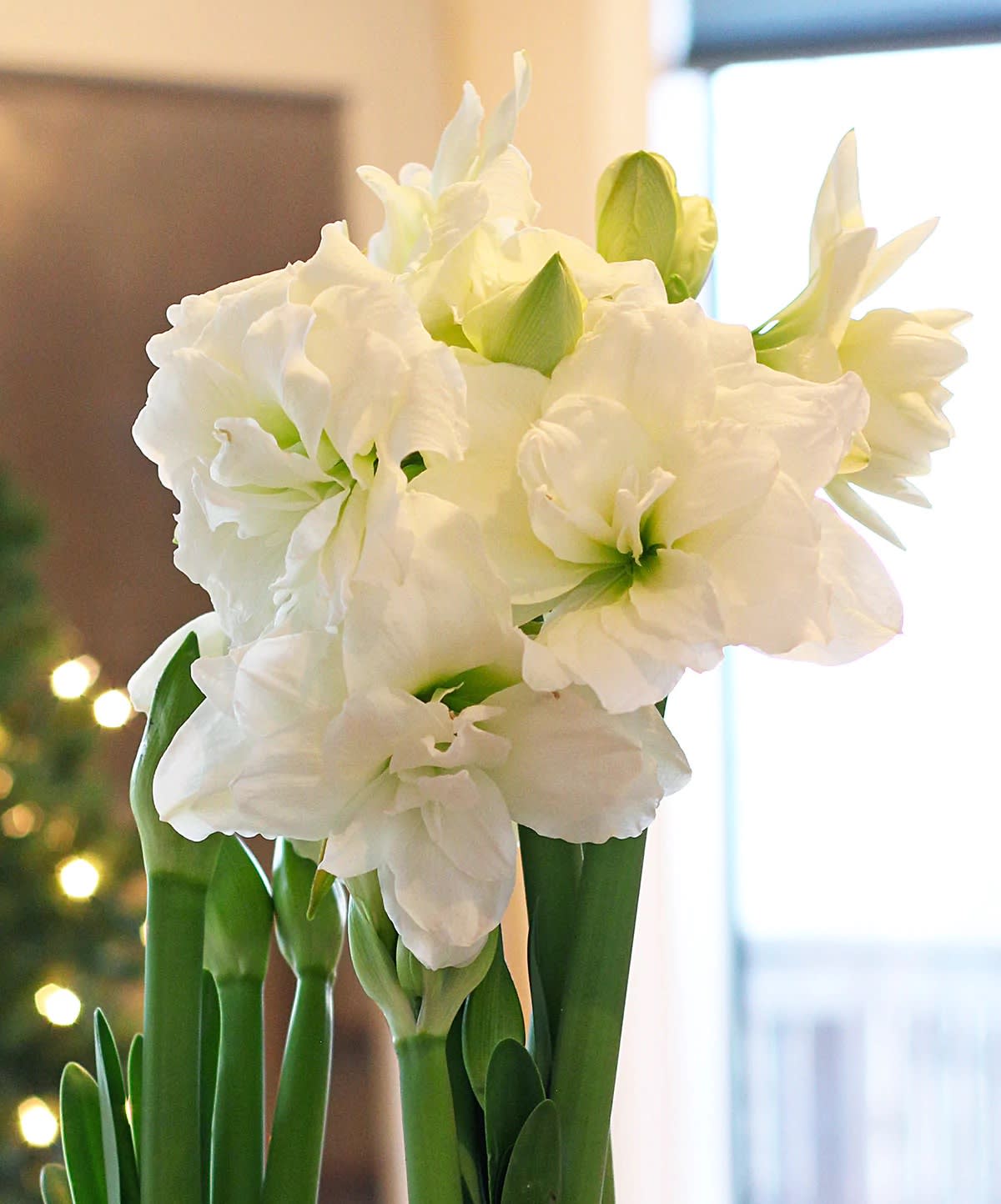 Jumbo White Amaryllis  - 8&quot; Flowers Jumbo Bulbs Produce more Blooms 