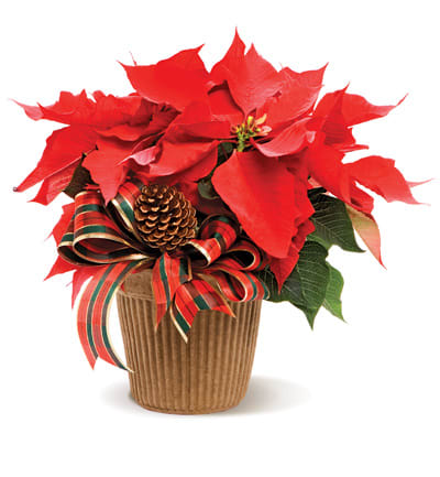 Small Poinsettia Plant - A tried-and-true holiday favorite, our poinsettia plant brings the beauty of the season to life with its vibrant red blooms and rich green leaves.