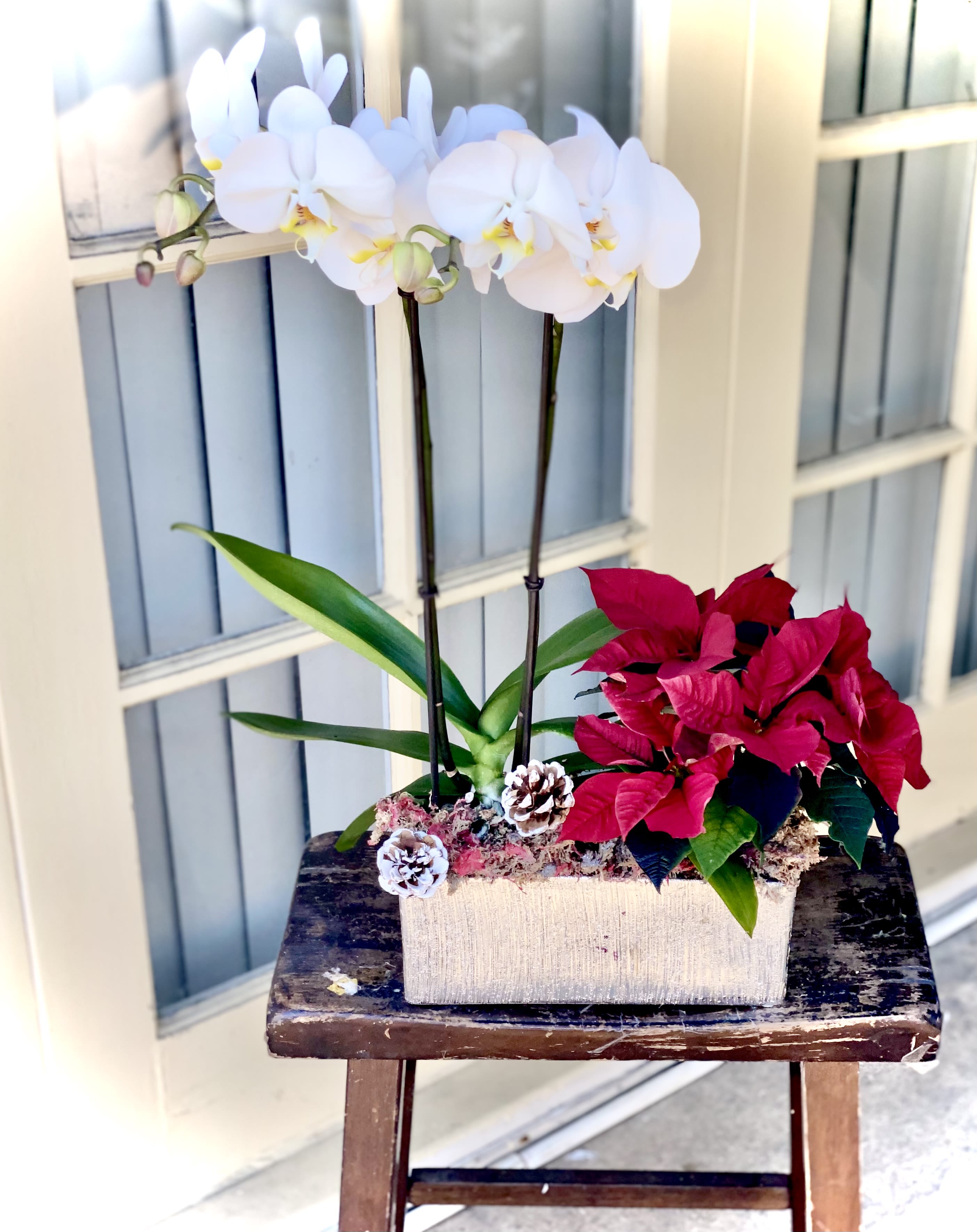 Double White Phalaenopsis Orchids &amp; Poinsettia Winter Garden Plants  - Our double phalaenopsis orchid garden and red poinsettia makes the loveliest classy winter gift for someone very special. It's a perfect blend of elegance and seasonal cheer, sure to bring joy and warmth to any home.