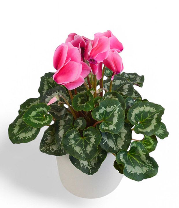 Cyclamen - Brilliant pink blooms on these Minnesota grown cyclamen make the near perfect long lasting blooming plant in our ceramic planter.