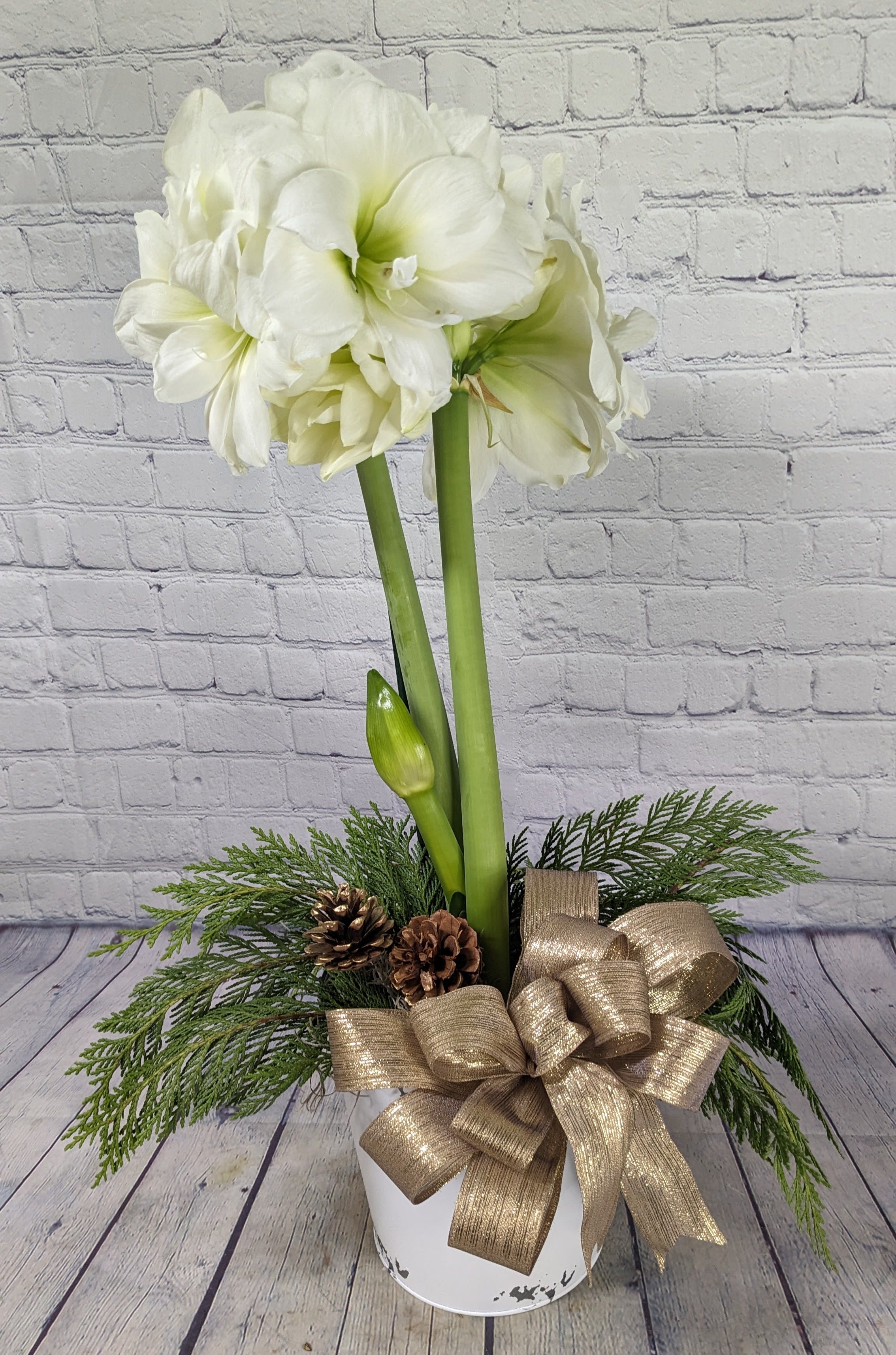 Gold - Looking for something sweet to send for Christmas this year? Send a beautiful Amaryllis bulb. Amaryllis blooms may be red, white, or pink. We will select the best blooming amaryllis for your order, unless you request a specific color in the special notes section of your order form. All colors are subject to availability.   