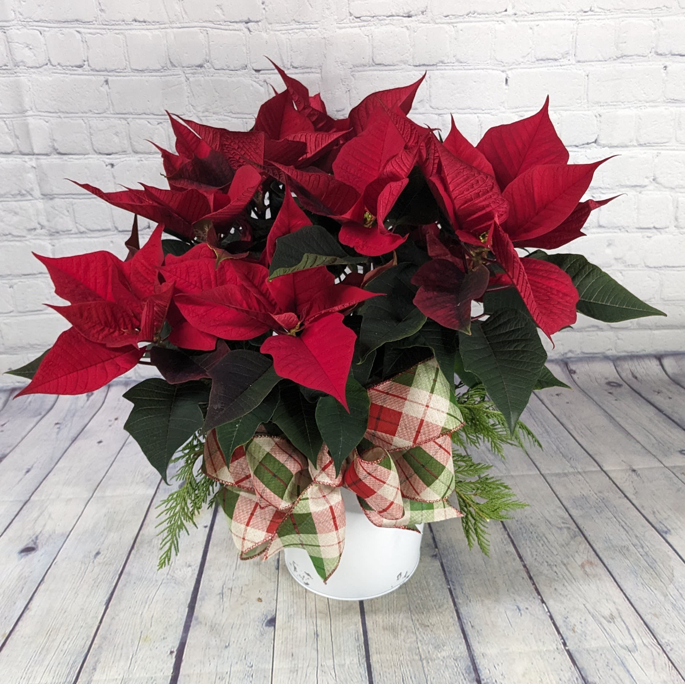 Myrrh - This traditional red holiday poinsettia is ready for the season &amp; ready to send your heartfelt seasonal wishes.  Poinsettia container: Distressed White Enamel  Poinsettia 6.5&quot; accented with fresh pine and a holiday bow