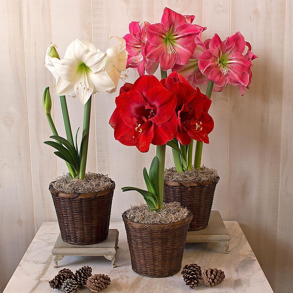 Amaryllis Blooming Plant - This fun indoor winter plant is perfect to decorate your home or to give as a gift! Bright, large blooms will catch the eye. Easy to care for, and delivered in a basket and holiday accents such as a bow! We carry a variety of colors. *This is a watch-as-you-grow bulb plant and some plants may not be blooming yet upon delivery. 6&quot; pot size