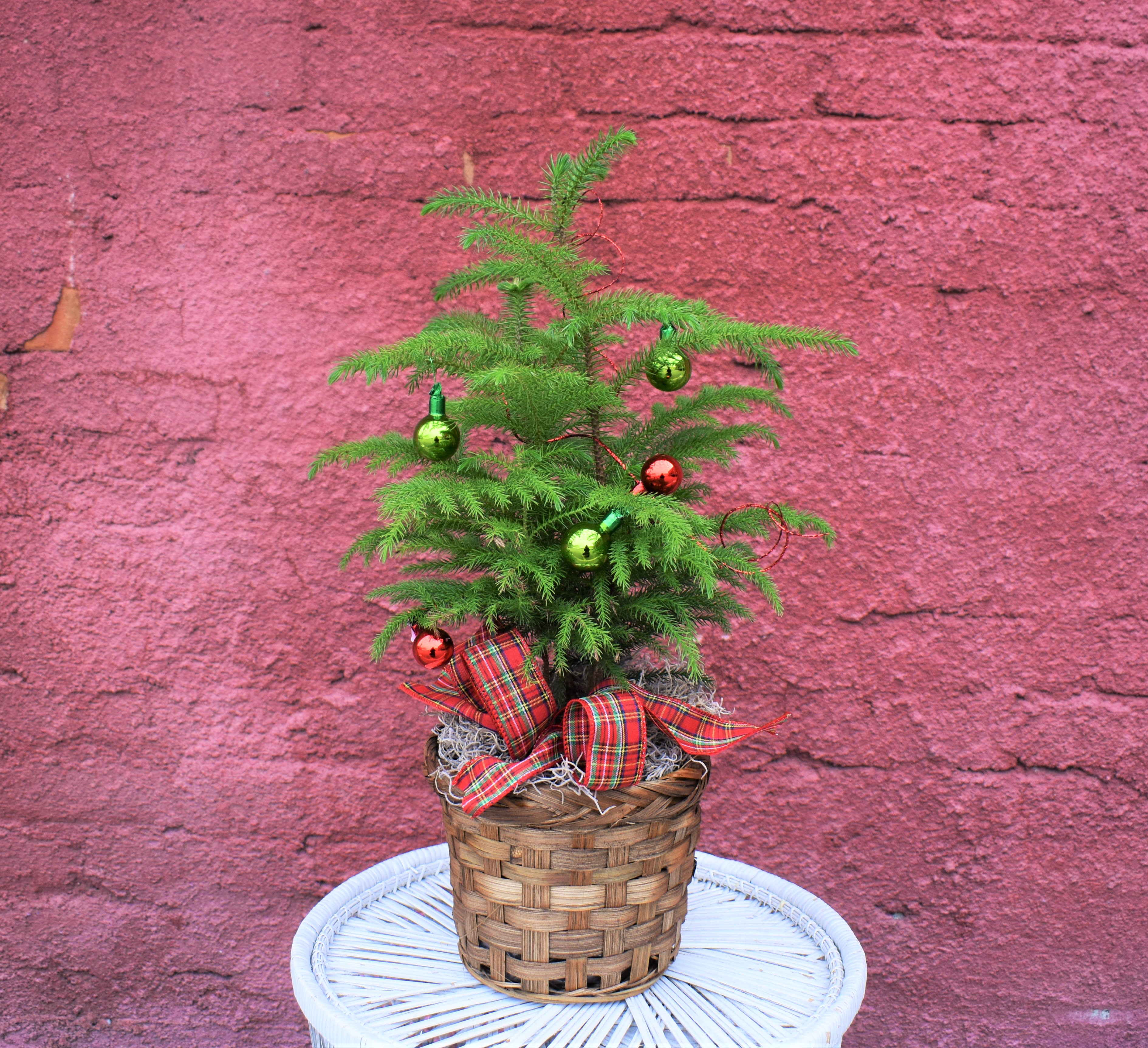 Norfolk Pine - A fun, traditional winter plant; Norfolk pines make wonderful indoor plants to brighten up the home during the holidays! Easy to care for, these plants come dressed up in a basket and holiday decor! Perfect for any occasion! 