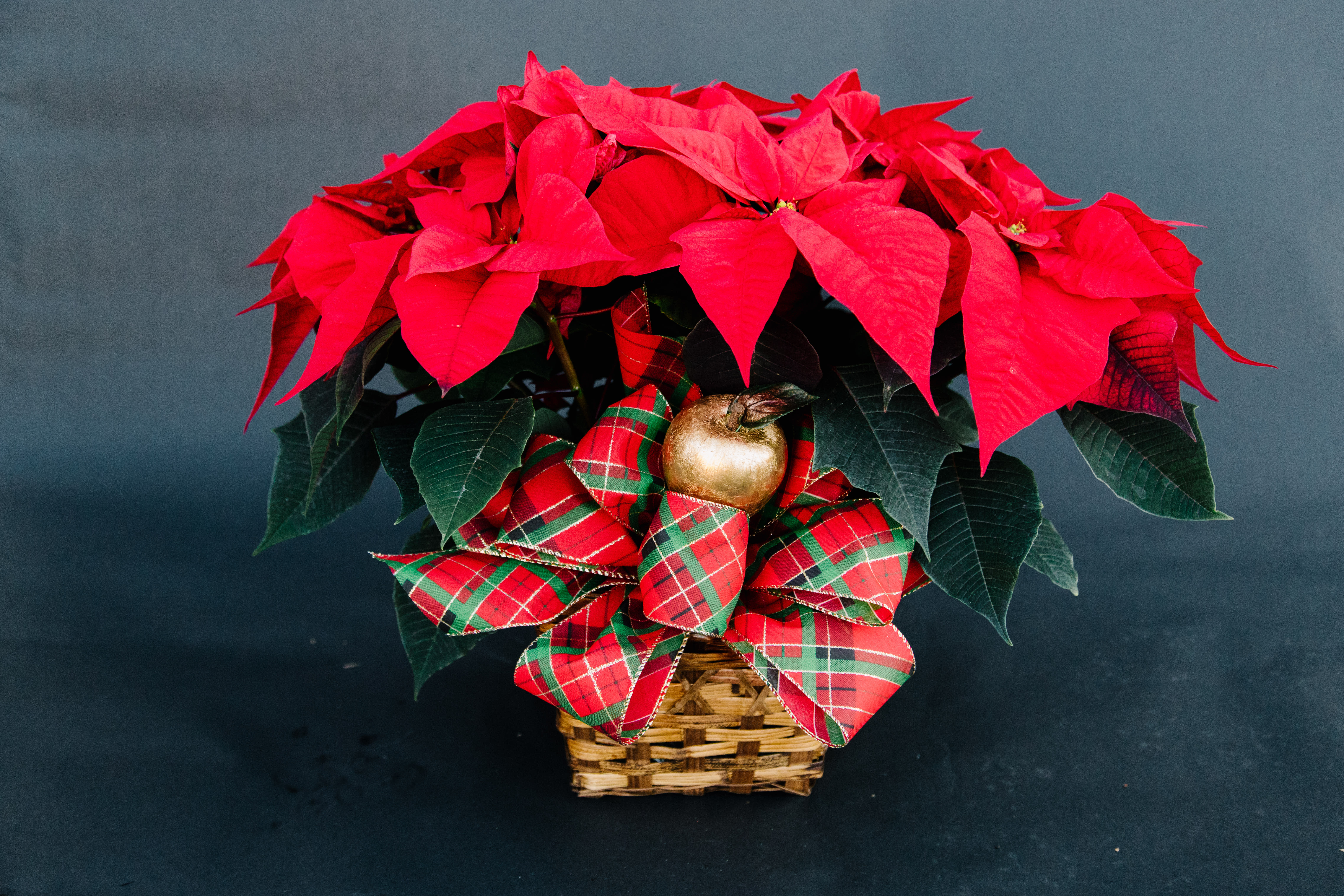 Poinsettia - Beautiful, hand picked poinsettia in a wicker basket with holiday plaid ribbon..