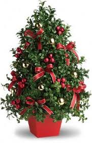 Boxwood Christmas Tree - Send a beautiful decorated Boxwood Tree, it's a perfect accent piece for the holidays.