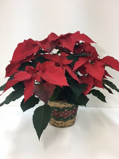 Poinsettia - Send this florist quality poinsettia plant to a home or office for your holiday gift giving.