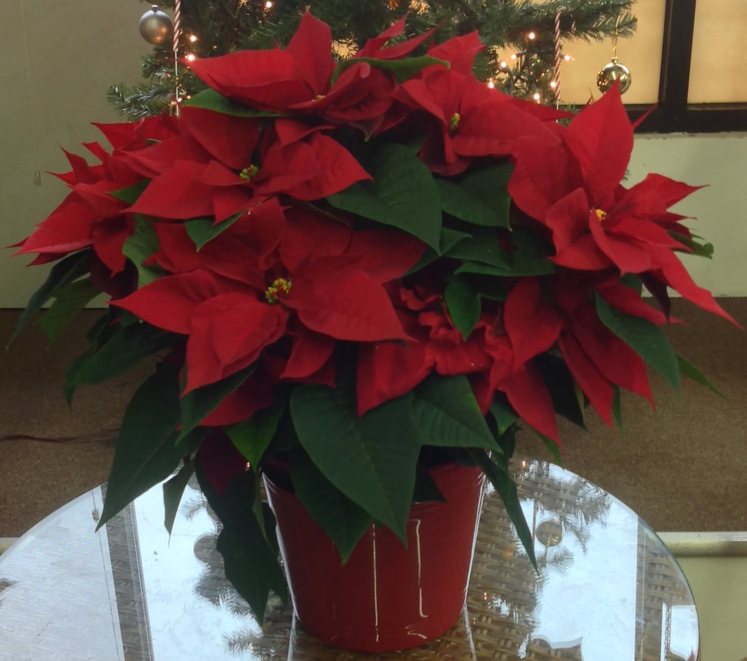 Poinsettia - Beautiful Poinsettia Plant Available in Red, White and Pink Perfect Holiday Gift