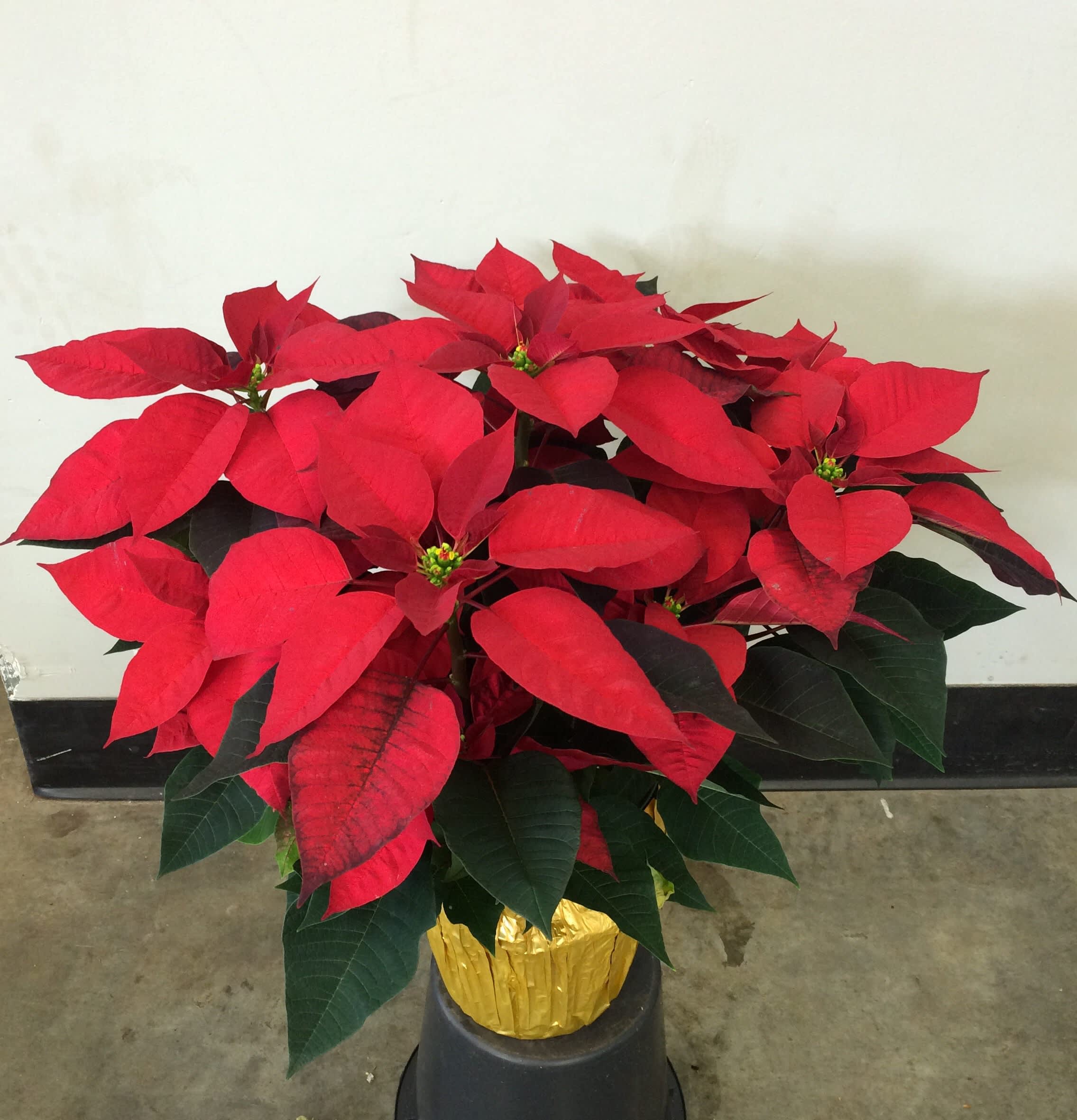 6.5" red poinsettia - 6.5" red poinsettia 