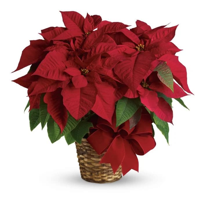        Red Poinsettia Planter - The red poinsettia has been a holiday favorite for generations…and for a very good reason. It practically screams Merry Christmas!