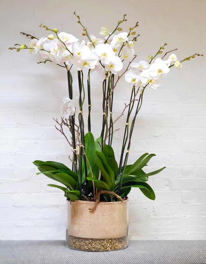 Exquisite &amp;  Elegant Orchid  - For an admirer of quality and natural elegance, this arrangement features the best in large orchid blooms. These orchids make a stunning visual impact, a luxury gift or elegant addition to your personal decor. Arranged in a clear cylinder with silver birch tree skin and layers of sands.