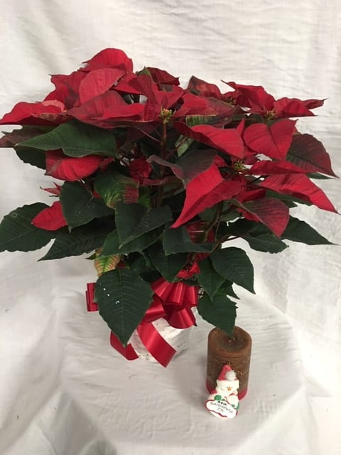 Poinsettia in a Basket - Beautiful Blooming Poinsettia in a basket