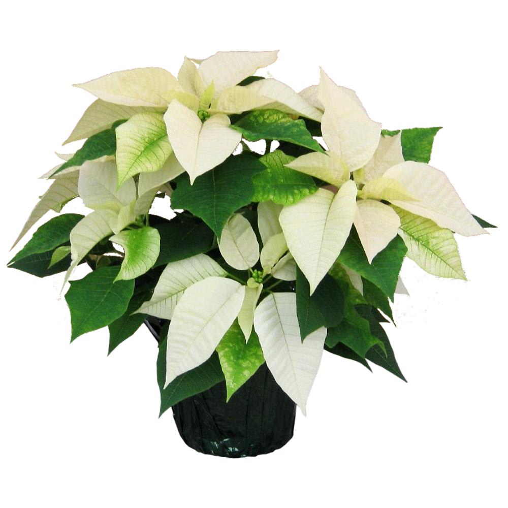White Poinsettia Plant Medium - Available starting Dec. 1 The star-shaped blooms of the poinsettia plant are an enduring symbol of the holiday season. Warm the homes of your loved ones with the color and sentiment of the season of giving. Container and decorative bow may vary.   Poinsettia Care Tip: Water regularly and drain well to avoid excess moisture.