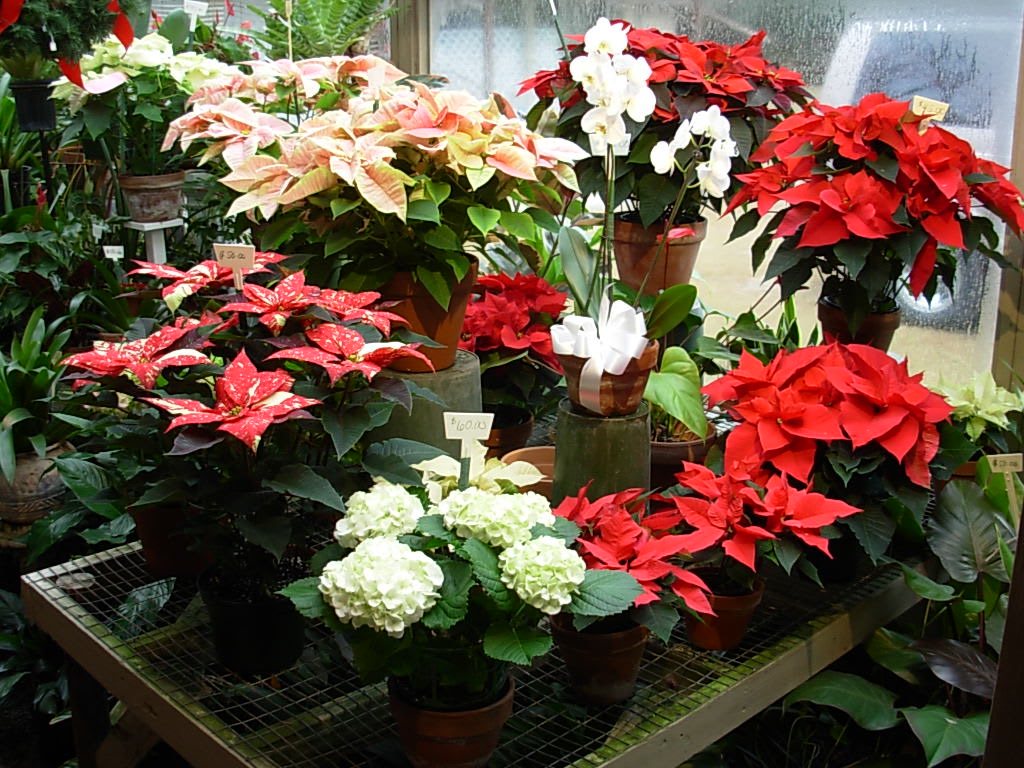 CHRISTMAS HOLIDAY PLANTS - PHONE US AT 1-800-331-5358 for all you special holiday plant needs.. We have a large  variety of sizes and colors of POINSETTIA PLANTS  fresh from our own greenhouse.. We also have other blooming plants and a large variety of green tropical house plants.. Our store is filled to the brim with Holiday Plants,  fresh cut Christmas flower arrangements and great Gift items for deliver here in the city of Sumter, SC   phone us today and place your order early at  1-800-331-5358