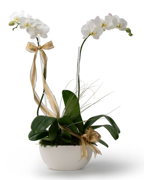 Winter Double White - Elegant phalaenopsis orchid dressed for a sleek, festive, timeless holiday gift that brings serene beauty to any space.