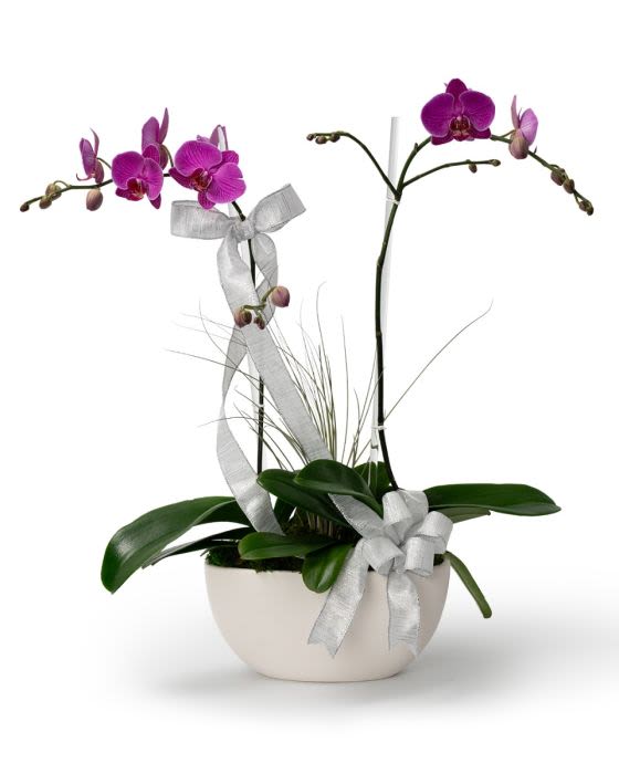 Winter Double Purple - Elegant phalaenopsis orchid dressed for a sleek, festive, timeless holiday gift that brings serene beauty to any space.