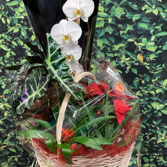 Poinsettia Orchid Basket - Finished with all your holiday shopping? The Xlarge Poinsettia Orchid Basket gets you there fast and fabulously! This premium basket is filled with an elegant tropical plant, a tall orchid plant, a colorful bromeliad, and a vibrant red poinsettia planter. Finito! 