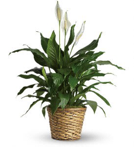 Peace lily Plant - Known for its indoor beauty and ability to clear the air of contaminants, this brilliant green plant with dazzling white blossoms makes a perfect gift for almost any occasion. low-maintenance. High quality. Bet you never knew delivering elegance could be this simple. 7.5" pot is shown