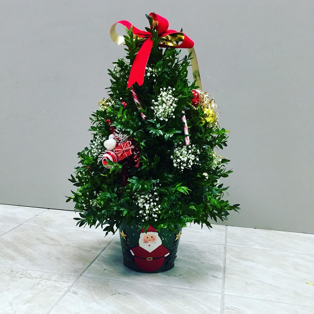 Christmas Tree - Boxwood Christmas Tree in a Holiday decorated container. Decorated with red and white fresh flowers, red velvet bow, candy canes.