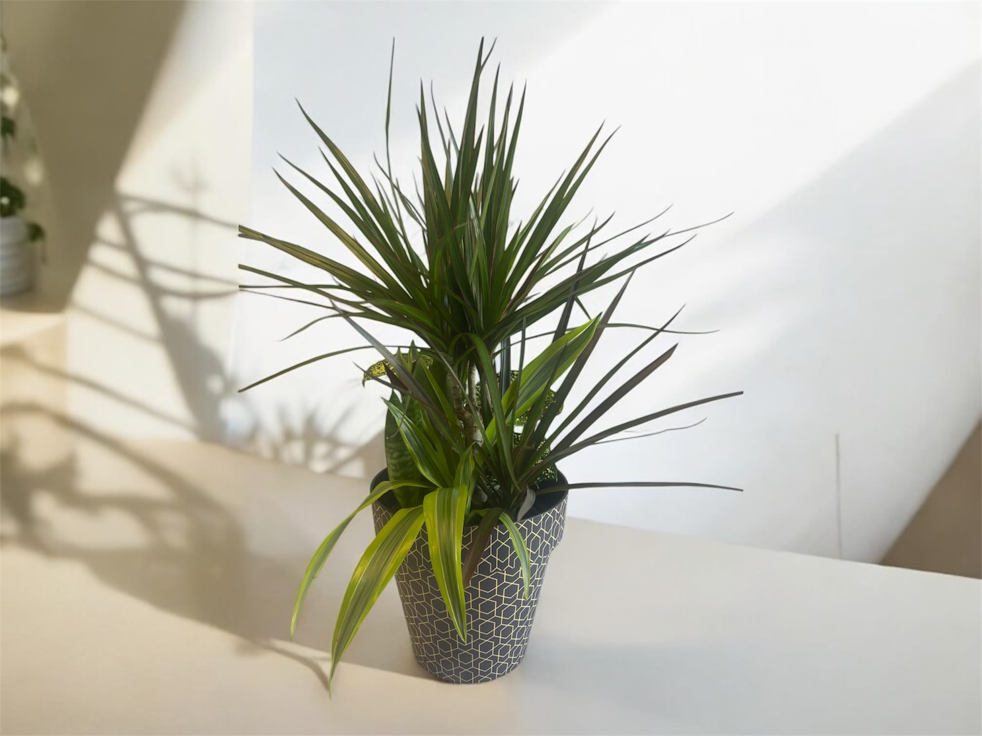 Zen Angles - A mindful variety of plants in a geometric pot delivering relaxation, calmness, and focus. 
