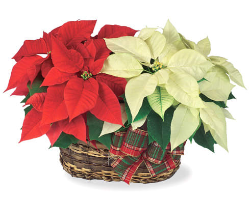DOUBLE Poinsettia  - win Poinsettia Basket  Two colorful, long-lasting poinsettias combined in a basket for a stylish holiday gift! One is red, and the other is white, pink, or another popular color. Available after Thanksgiving till Christmas. 