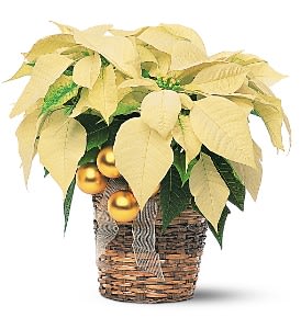 White Poinsettia - This lovely poinsettia, decorated with balls and ribbon, adds beautiful winter whites to a dining area or living room.  One white poinsettia arrives in a wicker basket decorated with gold balls and ribbon.  Approximately 17&quot; W x 16-1/2&quot; H  As Shown : TF103-2