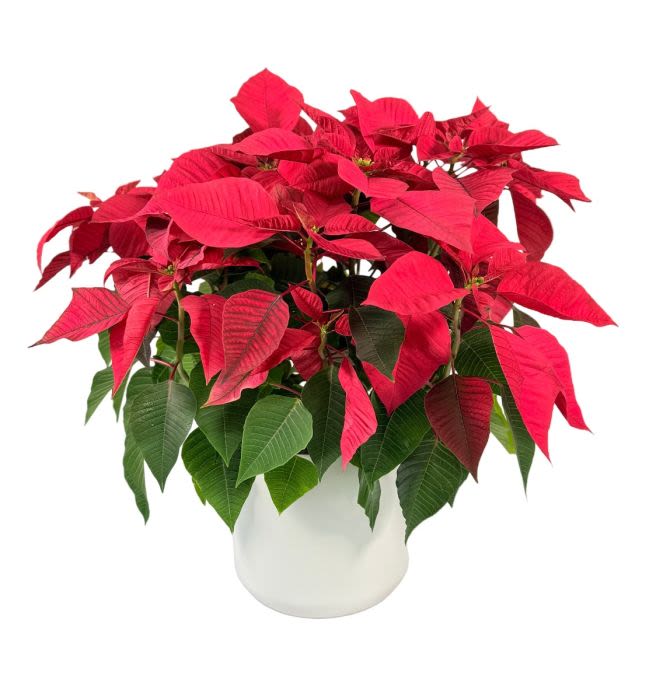 6&quot; Red Poinsettia In A Ceramic - Premium 6 Inch Large, Greenhouse Grown, Florist Quality Red Poinsettia in Ceramic. (As Shown) Additional Decorations Are Available By Calling Our Shop; Bows, Branches, Cardinals, Ornaments, Pine Cones, Fresh Pine, Etc. If You Would Like Extra Decorations, DO NOT Place Your Order on Line, But Please Call the Shop Directly. Poinsettias Available for Bulk Order Delivery Also.